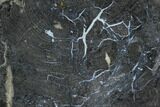 Polished Petrified Wood Slab - Sweethome, Oregon #128596-1